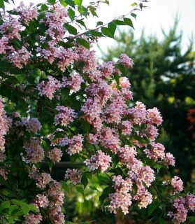 Kolkwitzia amabilis 'Pink Cloud'